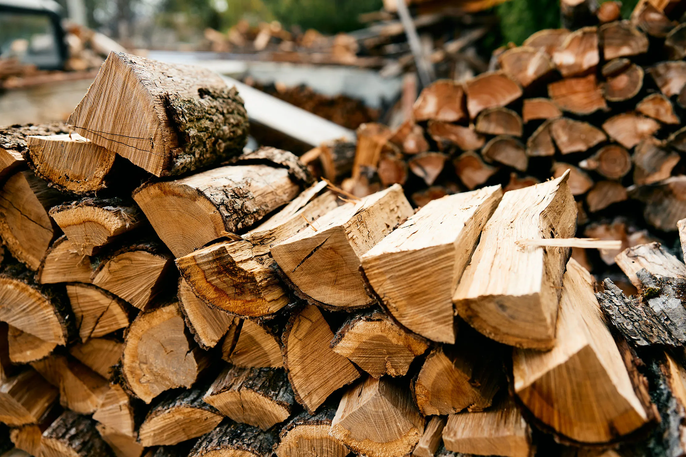 Logs in Forest