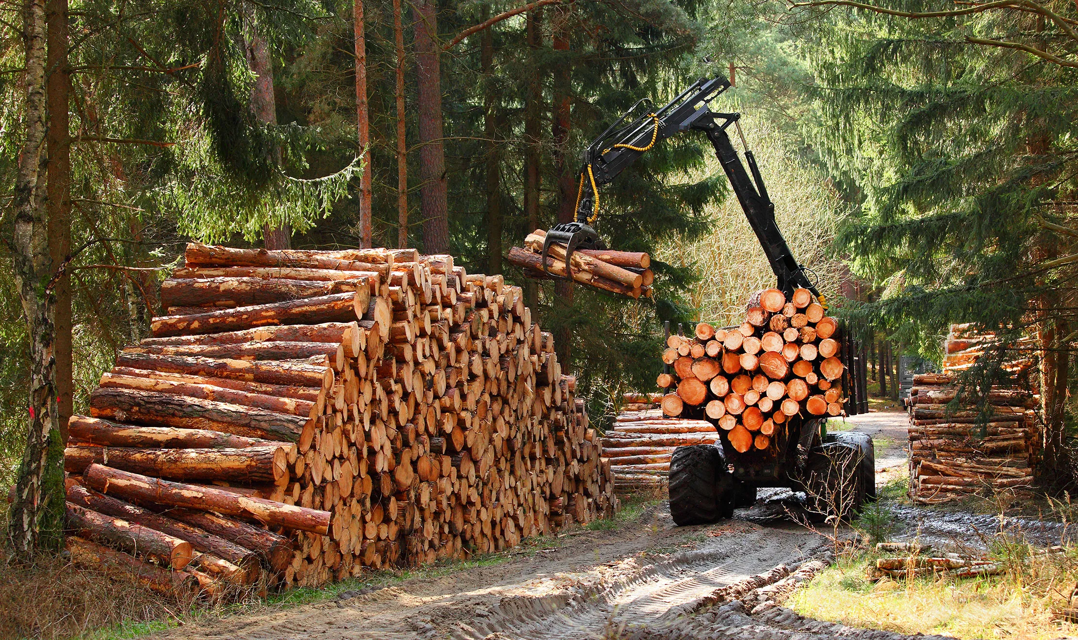 Digger collecting Firewood